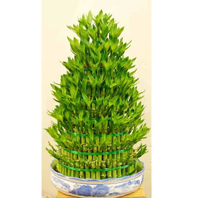 富贵竹多少根招财