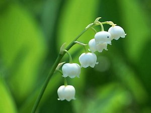 铃兰花语和风水作用