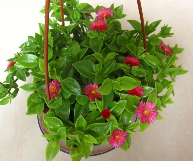 卧室里的风水植物